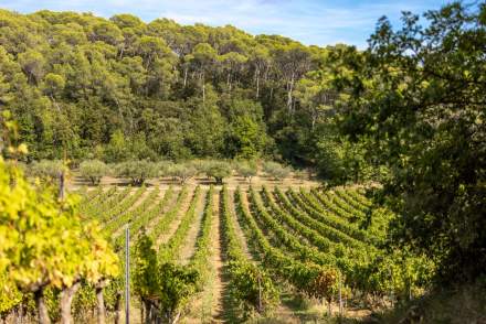 Terroir du domaine, Domaine Viticole et Maison d'Hôtes Var, Provence