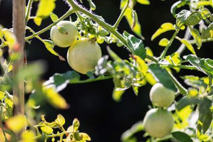 Fruits from the garden