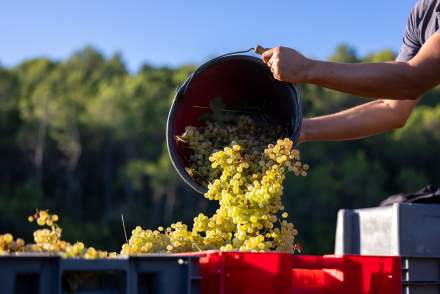 Vendanges Manuelles Vin Blanc, Domaine Viticole et Maison d'Hôtes Var, Provence
