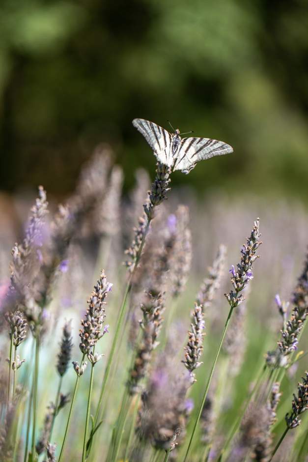 Nature papillon, Château Mentone, Week-end Dégustation Vin &amp; Spa Var, Provence