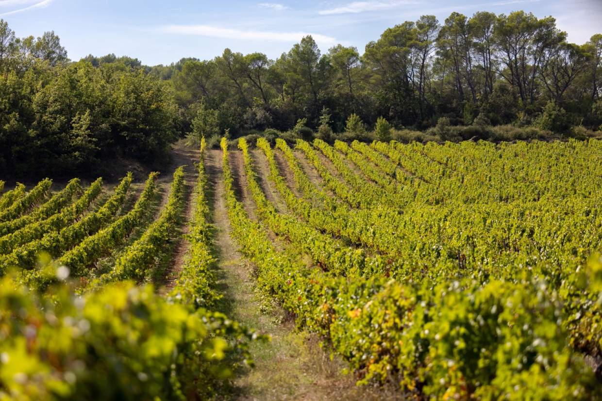 Vines, wines, wedding and reception Var, Provence, Château Mentone.