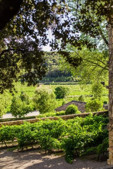 Jardin ampélographique, Domaine Viticole et Maison d'Hôtes Var, Provence