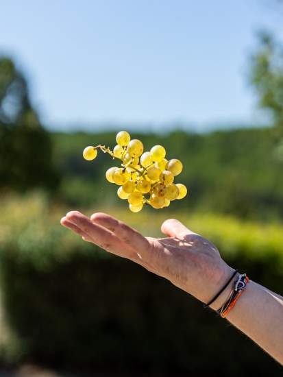 Vinification Vins Rosé Côtes de Provence