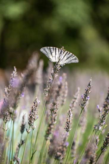 Domaine Biologique Ecoresponsable Biodiversité
