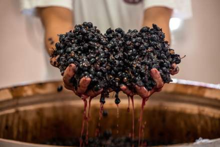 Vinification Artisanale, Domaine Viticole et Maison d'Hôtes Var, Provence