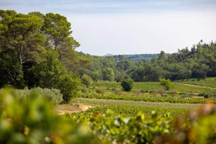 vignes en 2021, Domaine Viticole et Maison d'Hôtes Var, Provence