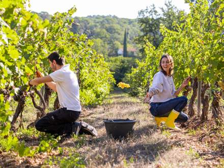 Vendanges Manuelles, Domaine Viticole et Maison d'Hôtes Var, Provence