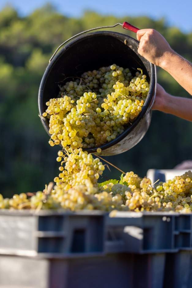 Vignes du Domaine, Var Château Mentone