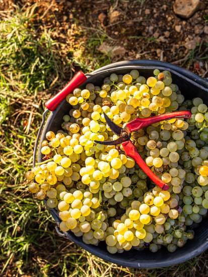 Vendanges Manuelles, Domaine Viticole et Maison d'Hôtes Var, Provence