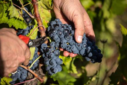 Vendanges manuelles au domaine, Domaine Viticole et Maison d'Hôtes Var, Provence