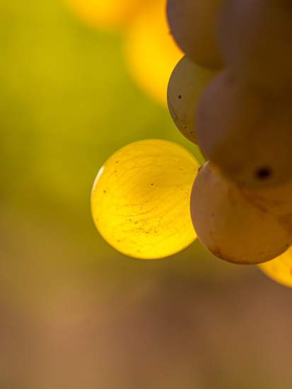 Raisin, Domaine Viticole et Maison d'Hôtes Var, Provence